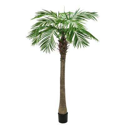 Store palmer (fra 2 meter)