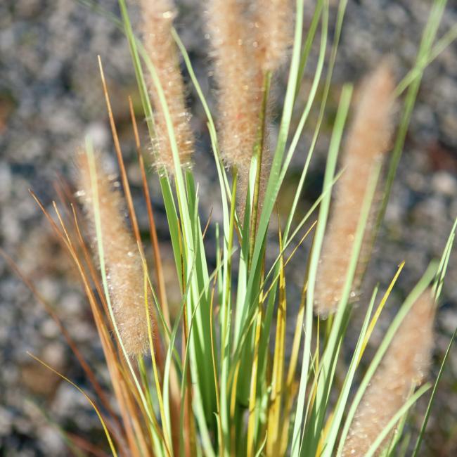 Kunstigt Lampepudser Græs. 120 Cm.