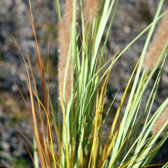 Kunstigt Lampepudser Græs. 120 Cm.