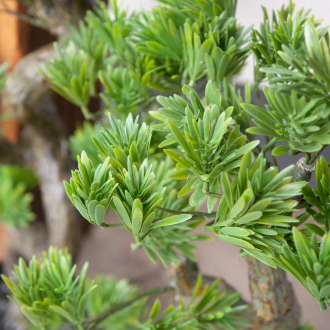 Kunstigt Bonsai Træ. Fyrretræ. 95 Cm.