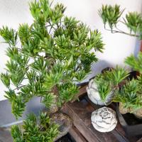 Kunstigt Bonsai Træ. Fyrretræ. 95 Cm.