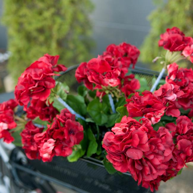 Kunstig Geranium Strokenæb. Rød 42 Cm.