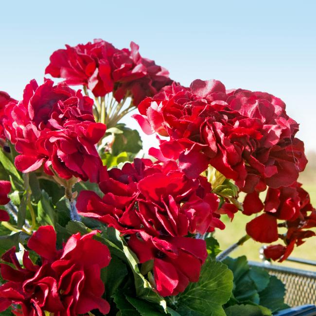 Kunstig Geranium Strokenæb. Rød 42 Cm.