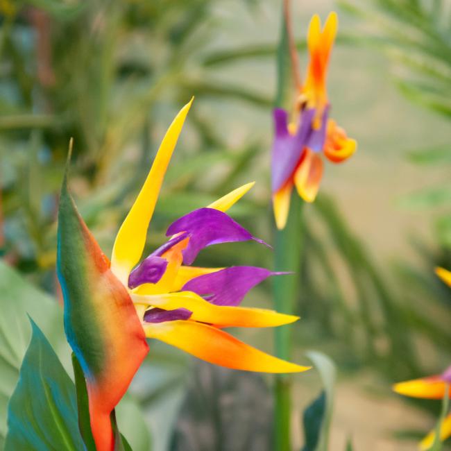 Kunstig Strelitzia. 90 Cm.