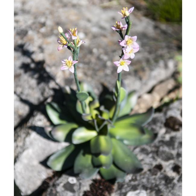 Kunstig Husløg Plante. Pink. 32 Cm.