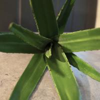 Kunstig Aloe Plante. Grøn. 66 Cm.