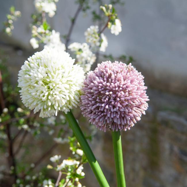 Kunstig Allium Stikling. Cremefarvet. 55 Cm.