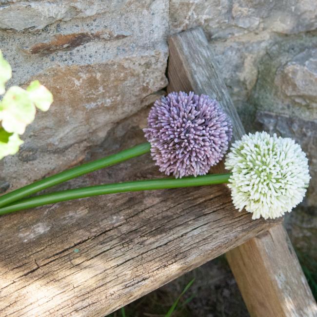 Kunstig Allium Stikling. Cremefarvet. 55 Cm.