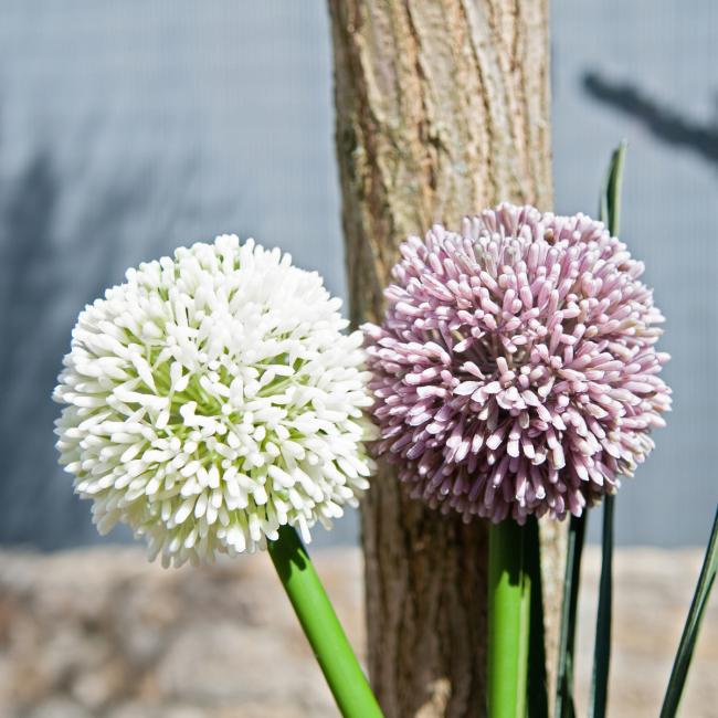 Kunstig Allium Stikling. Cremefarvet. 55 Cm.