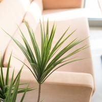 Kunstig Yucca Palme Med Slanke Stammer. 130 Cm.