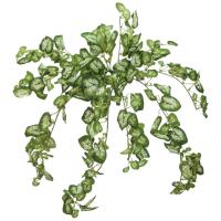 Nephthytis Busk - Gåsefod - 50 cm - Kunstig Plante