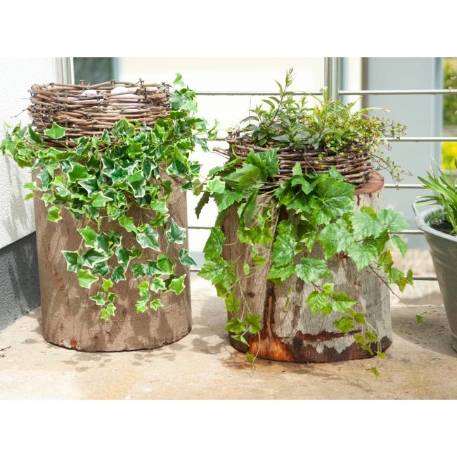 Vin Ranke - Premium - 50 cm - Kunstig Plante