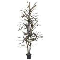 Kunstig Dracena. Grøn-Rød. 180 Cm.