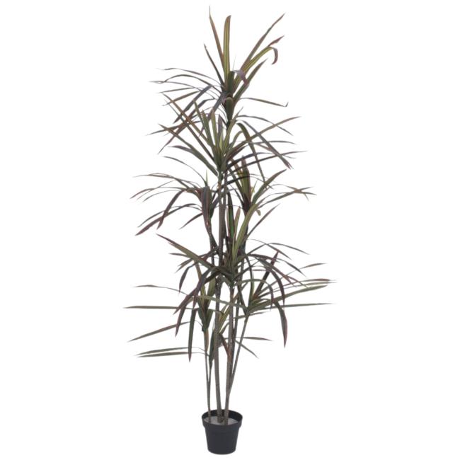 Kunstig Dracena. Grøn-Rød. 180 Cm.