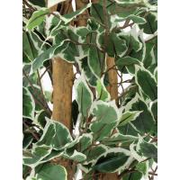 Kunstigt Ficus Træ. Broget. 180 Cm.