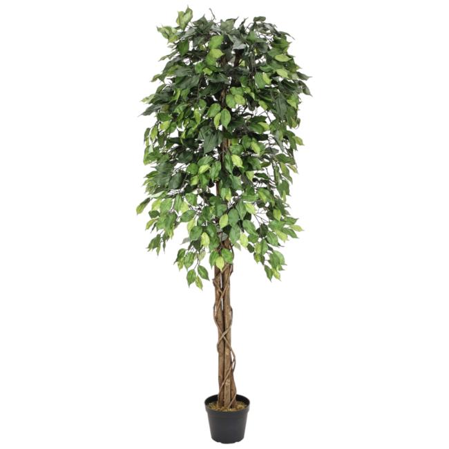 Kunstigt Flerstammet Ficus Træ. 180 Cm.