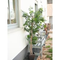 Kunstig Ficus Longifolia. Plante. 165 Cm.