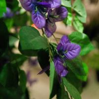 Kunstig Bougainvillea. Lavendelfarvet. 180 Cm.