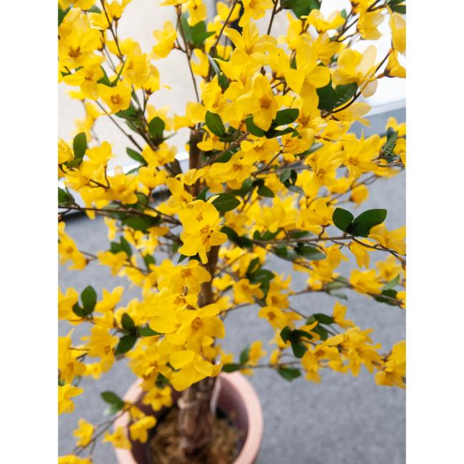 Kunstigt Vårguld Træ (Forsythia) Med 4 Grene. Gul. 150  Cm.