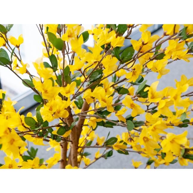 Kunstigt Vårguld Træ (Forsythia) Med 4 Grene. Gul. 150  Cm.