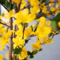 Kunstigt Vårguld Træ (Forsythia) Med 4 Grene. Gul. 150  Cm.