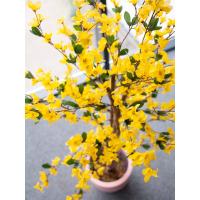 Kunstigt Vårguld Træ (Forsythia) Med 4 Grene. Gul. 150  Cm.