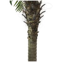Kunstig Phønix Palme (Daddel). 300 Cm.