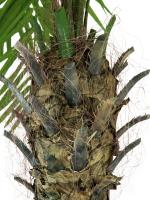 Kunstig Phønix Palme (Daddel). 300 Cm.