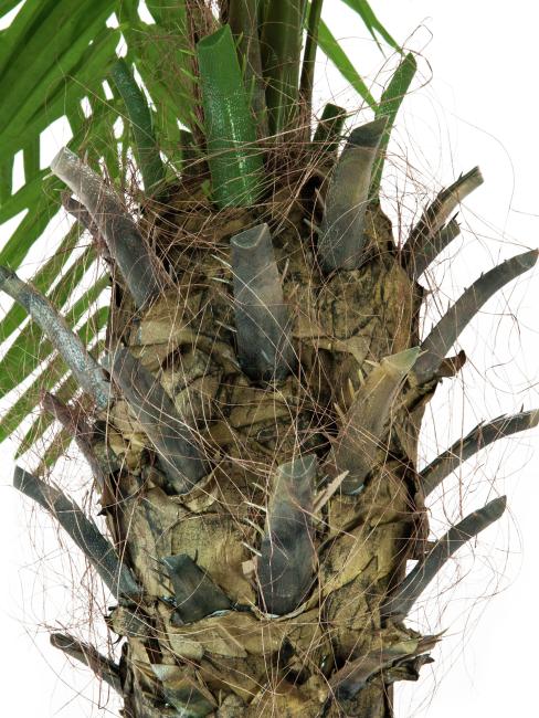 Kunstig Phønix Palme (Daddel). 300 Cm.