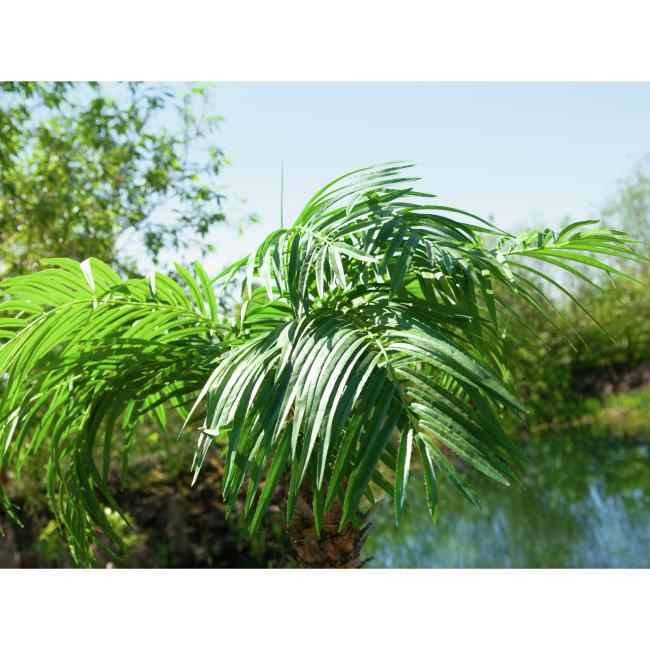Kunstig Phønix Palme (Daddel). 300 Cm.