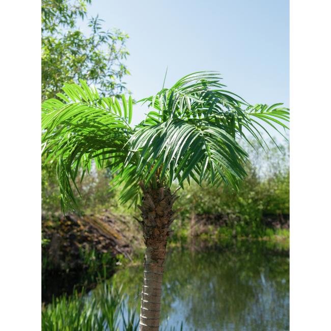 Kunstig Phønix Palme (Daddel). 300 Cm.