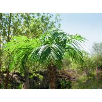 Kunstig Phønix Palme (Daddel). 300 Cm.