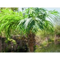 Kunstig Phønix Palme (Daddel). 300 Cm.