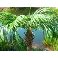 Kunstig Phønix Palme (Daddel). 300 Cm.