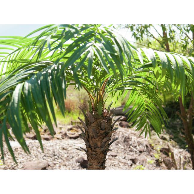 Kunstig Phønix Palme (Daddel). 300 Cm.