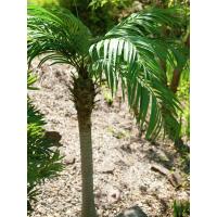 Kunstig Phønix Palme (Daddel). 300 Cm.