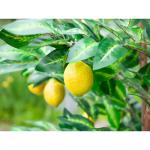 frugter på et Kunstigt Citrontræ med frugter - 180 cm