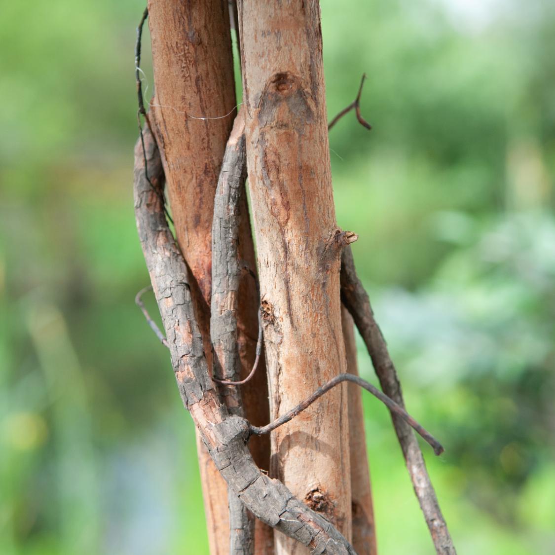 Stammen på et Kunstigt Citrontræ med frugter - 180 cm