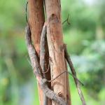 Stammen på et Kunstigt Citrontræ med frugter - 180 cm