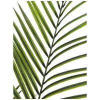 Kunstig Areca Palme Med Store Blade. 165 Cm.