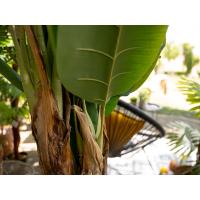 Kunstig Bananpalme. 170 Cm.