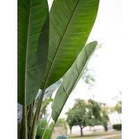 Kunstig Bananpalme. 170 Cm.