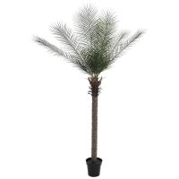 Kunstig Phønix Palme (Daddel) Luksus. 220 Cm.