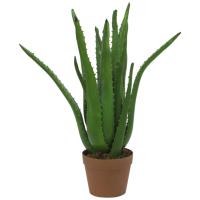 Aloe Vera Plante. 63 Cm.
