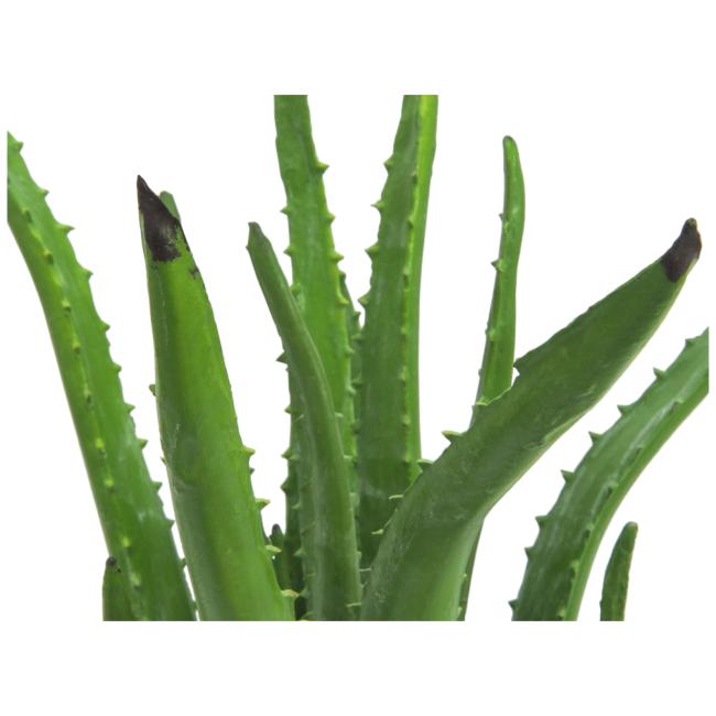 Aloe Vera Plante. 63 Cm.