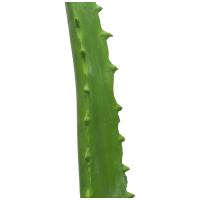 Aloe Vera Plante. 63 Cm.