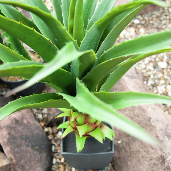 Kunstig Agave Plante Plante Med Potte. 75 Cm.