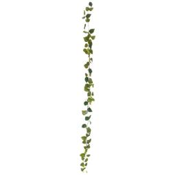 Philodendron Garland, Premium, 180cm