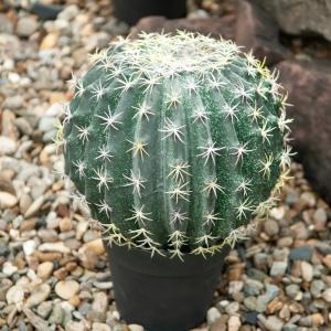 kunstig-tøndekaktus